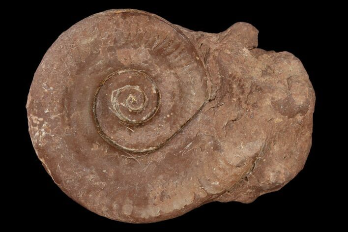 Jurassic Ammonite (Hildoceras) Fossil #117205